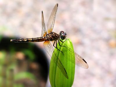 A summer Visitor