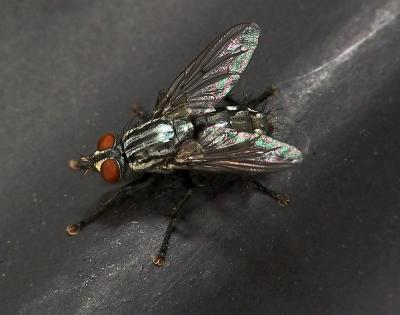 The Fly