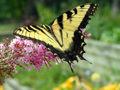 Butterfly Lunch.jpg