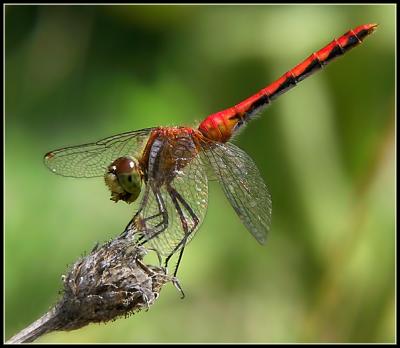 Red Dragon Finishing Lunch