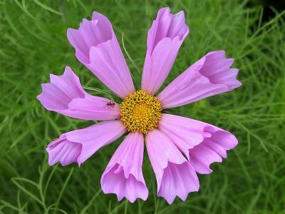 Cosmos