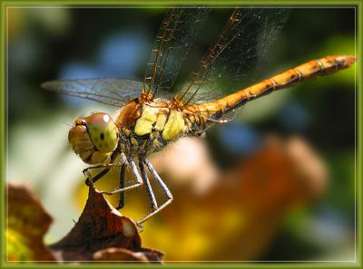 Dragonfly II