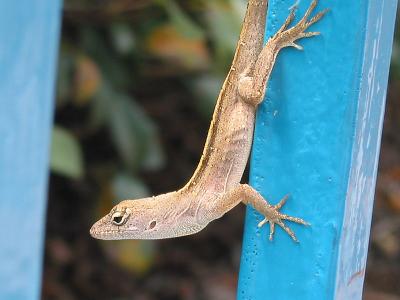 Lizzy the Lizard