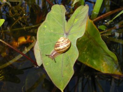 Pond Snail