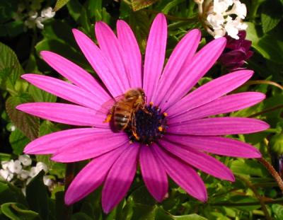 Bee I