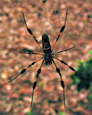 spider.JPG
