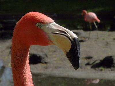 Flamingo