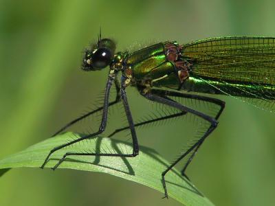 Calopteryx  Splendens