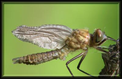 Libellula Quadrimaculata