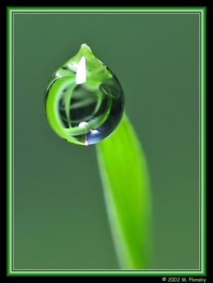 First Place-Tiny Dew Drop