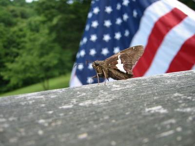 Patriotic Moth