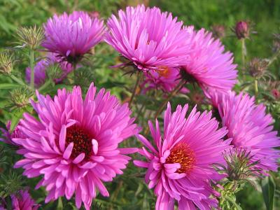 thistles.jpg