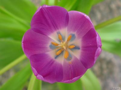 2nd Tulip