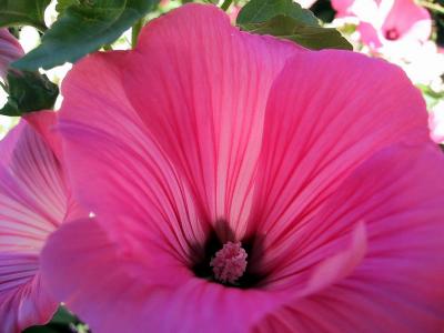Pink Petals Posing Prettily