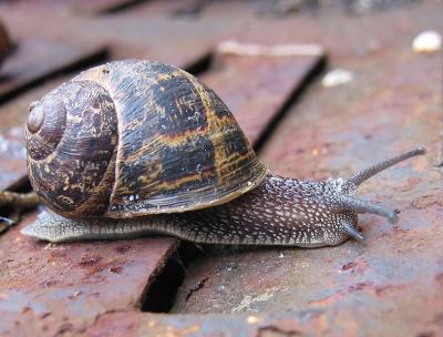 Snail