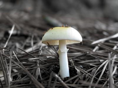 White Mushroom