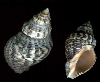 Shells