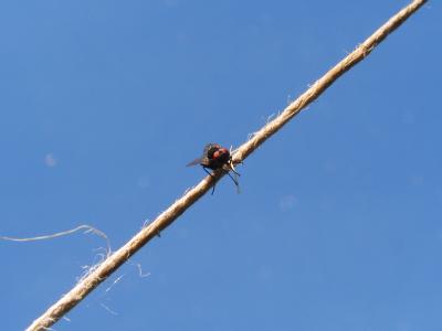 fly-by-wire