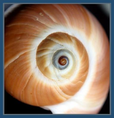 Eye of a Shell