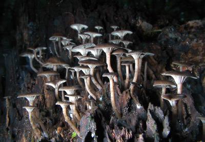 Toadstool Forest