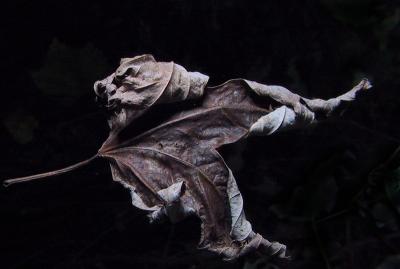Leaf