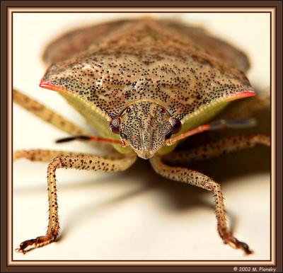 Stink Bug