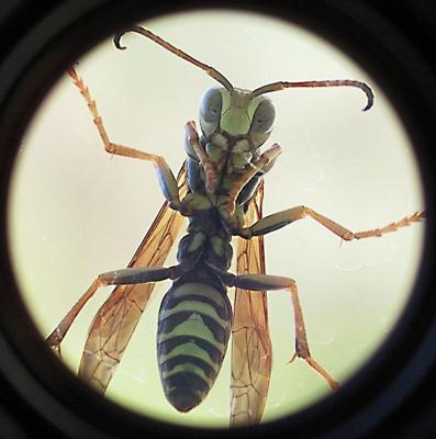 Wasp.