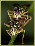 Wanna Sting? (*)