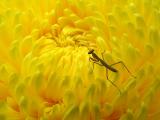 Babys Chrysanthemum