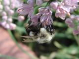 Fat Bee