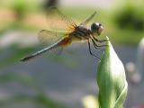 Summer Dragonfly