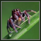 Tiny Jumping Spider