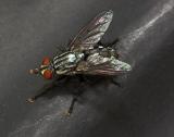 The Fly