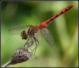 Red Dragon Finishing Lunch