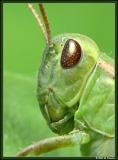 Grasshopper Portrait