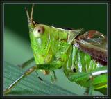 Katydid
