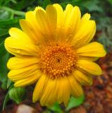 Autumn Flower