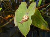 Pond Snail