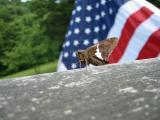 Patriotic Moth