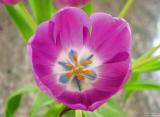 Tulip