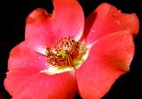 Red Flower
