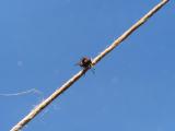 fly-by-wire
