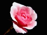 Neighbors Rose