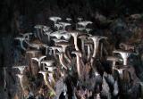 Toadstool Forest