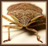 Stink Bug