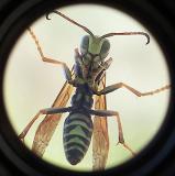 Wasp.