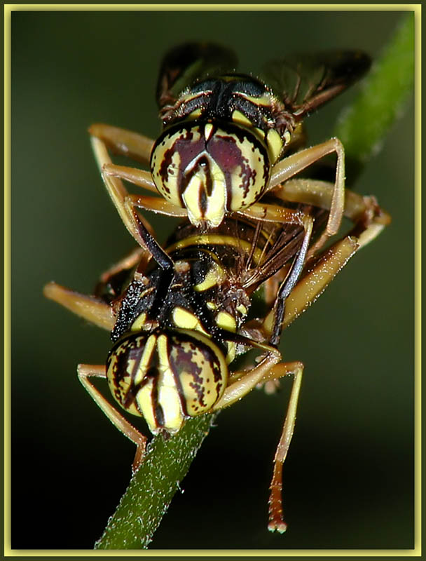 Wanna Sting? (*)
