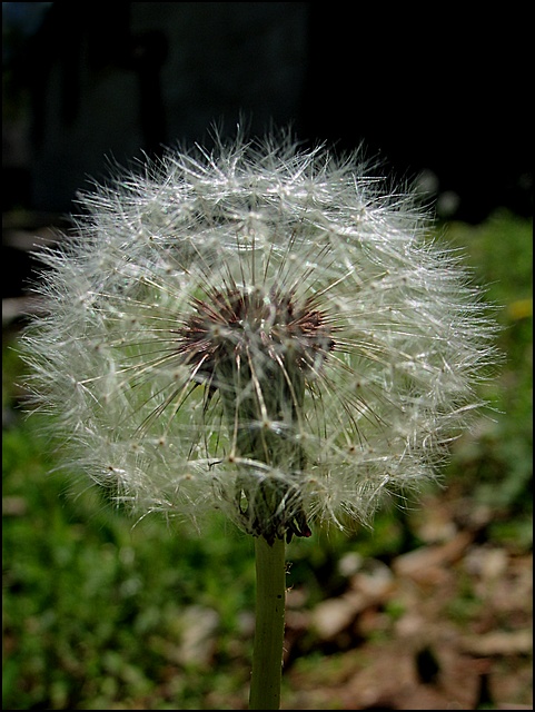for long you live and high you fly (*)