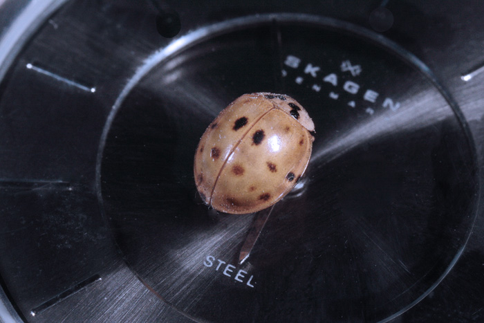 Ticking away the moments that make up a dull day  *