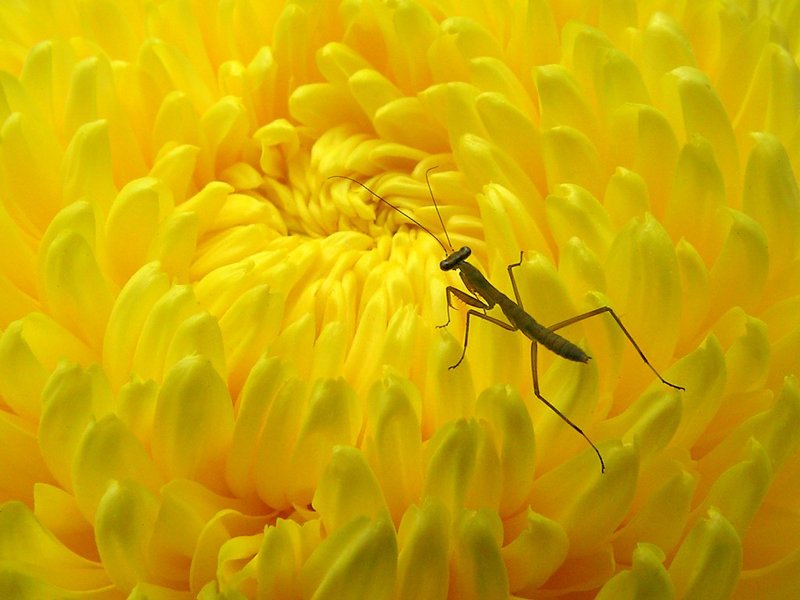 Babys Chrysanthemum